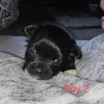 3 Adorable Long Haired Black and White Chihuahua Puppies