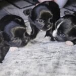 American Bully Dog Brown