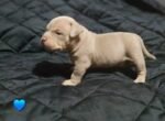 American Bully Dog Brown