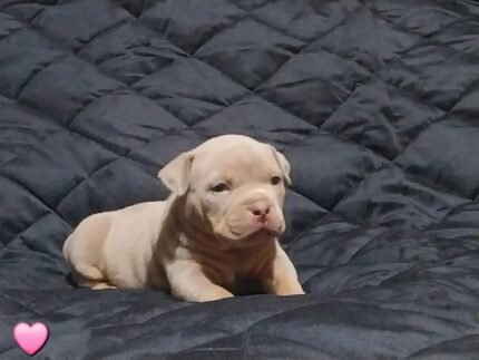 American Bully Dog Brown
