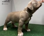 American Bully Pocket Bully’s Lucky Luciano Grandkids