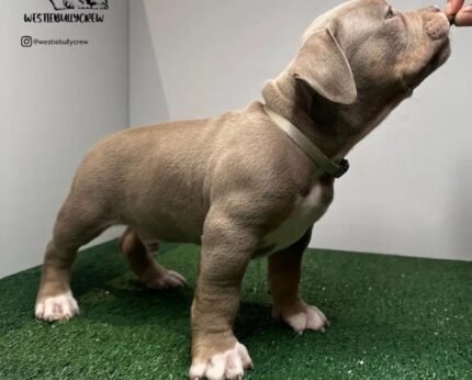 American Bully Pocket Bully’s Lucky Luciano Grandkids