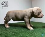 American Bully Pocket Bully’s Lucky Luciano Grandkids