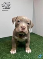 American Bully Pocket Bully’s Lucky Luciano Grandkids