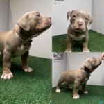 American Bully Pocket Bully’s Lucky Luciano Grandkids