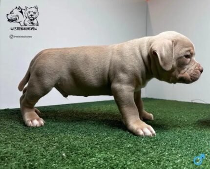 American Bully Pocket Bully’s Lucky Luciano Grandkids