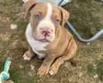 American Pocket Bully Puppies