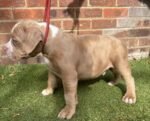 American Pocket Bully Puppies