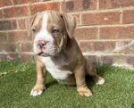 American Pocket Bully Puppies