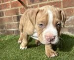 American Pocket Bully Puppies