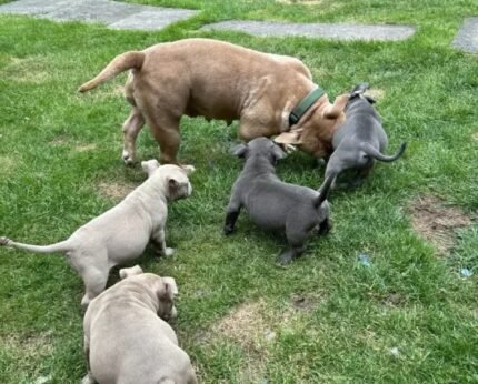 American Pocket Bully