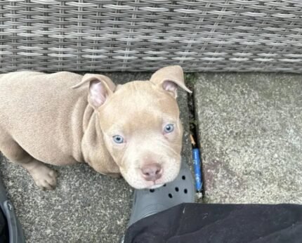 American pocket bully Brown