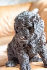 Australian Shepherd Dog Black