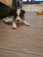 Beautiful Border Collie Puppies