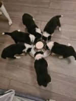 Beautiful Border Collie Puppies