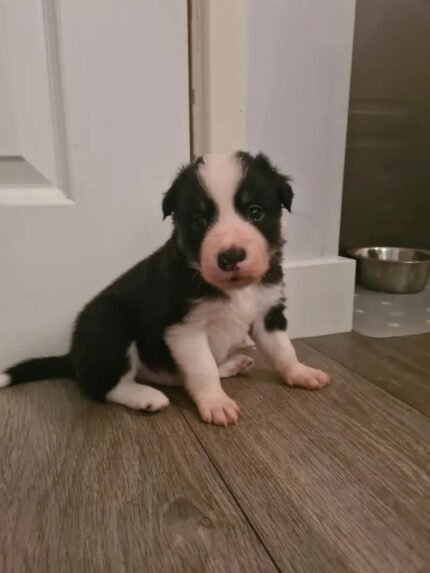 Beautiful Border Collie Puppies