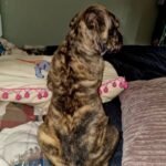 Beautiful Brindle Cane Corso Pups