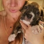 Beautiful Brindle Cane Corso Pups