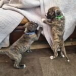 Beautiful Brindle Cane Corso Pups