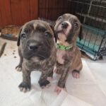 Beautiful Brindle Cane Corso Pups