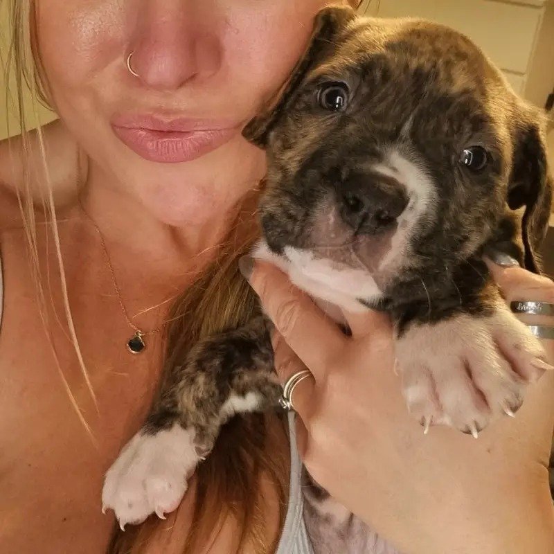 Beautiful Brindle Cane Corso Pups Beautiful Brindle Cane Corso Pups