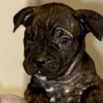 Beautiful Cane Corso Buppie Black