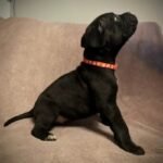 Beautiful Cane Corso Buppie Black