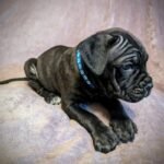 Beautiful Cane Corso Buppie Black