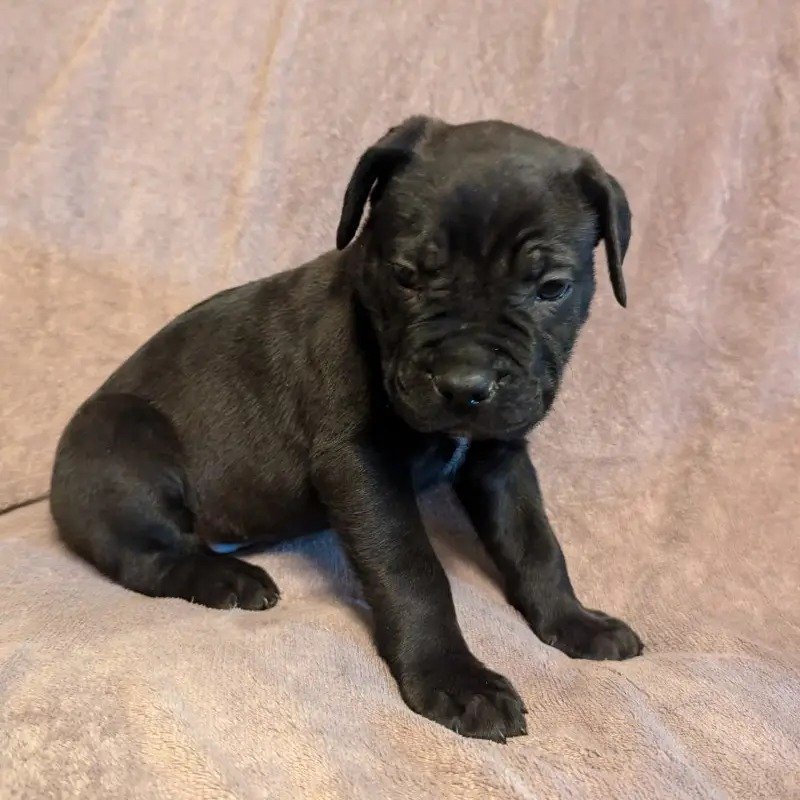 Beautiful Cane Corso Buppie Black Beautiful Cane Corso Buppie Black