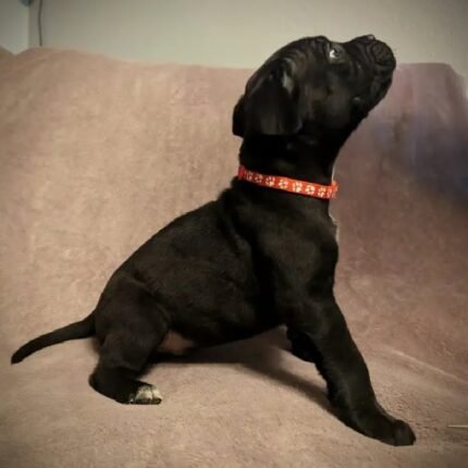 Beautiful Cane Corso Buppie Black