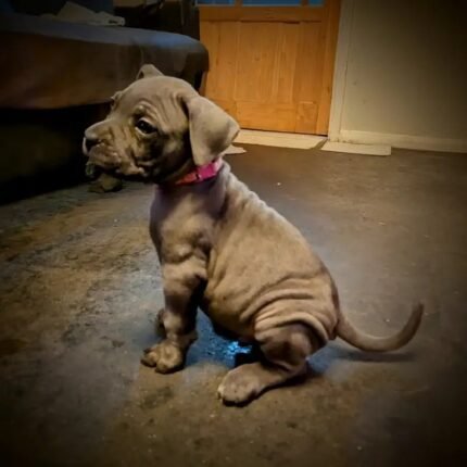 Beautiful Cane Corso puppie Brown