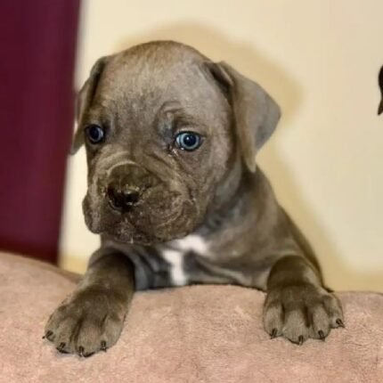 Beautiful Cane Corso puppie Brown