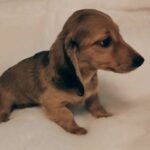 Beautiful Miniature longcoat dachshund puppie Dark Brown