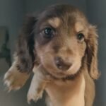 Beautiful Miniature longcoat dachshund puppie Dark Brown