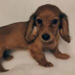 Beautiful Miniature longcoat dachshund puppie Dark Brown