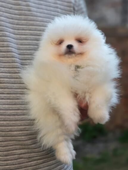 Beautiful White Pomeranian puppy