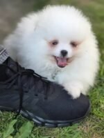 Beautiful White Pomeranian puppy