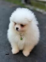 Beautiful White Pomeranian puppy