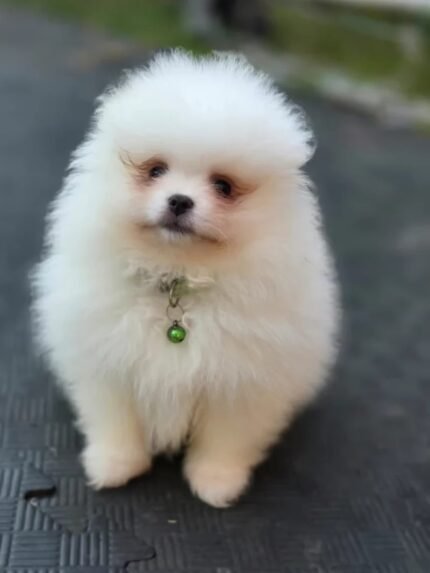 Beautiful White Pomeranian puppy