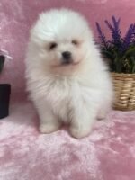 Beautiful White Pomeranian puppy
