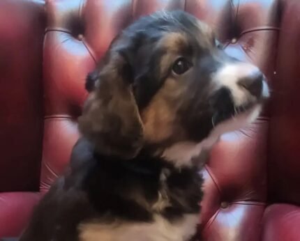 Bernese Mountain Black Dog