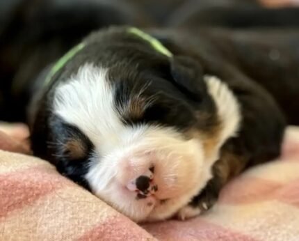 Bernese Mountain Dog Black