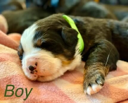 Bernese Mountain Dog Black