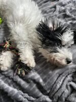 Bichon Frise Dog / Maltese mix