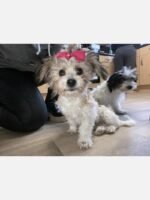 Bichon Frise Dog / Maltese mix