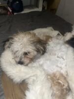 Bichon Frise Dog / Maltese mix