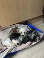 Bichon Frise Dog / Maltese mix