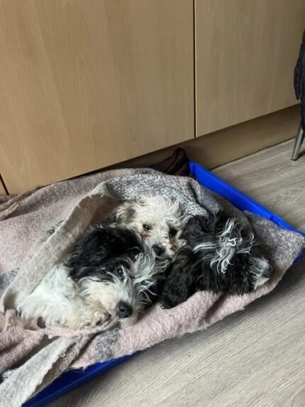 Bichon Frise Dog / Maltese mix