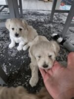 Bichon Frise Dog White