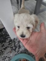 Bichon Frise Dog White